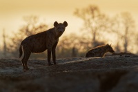 Hyena skvrnita - Crocuta crocuta - Spotted Hyena o8104